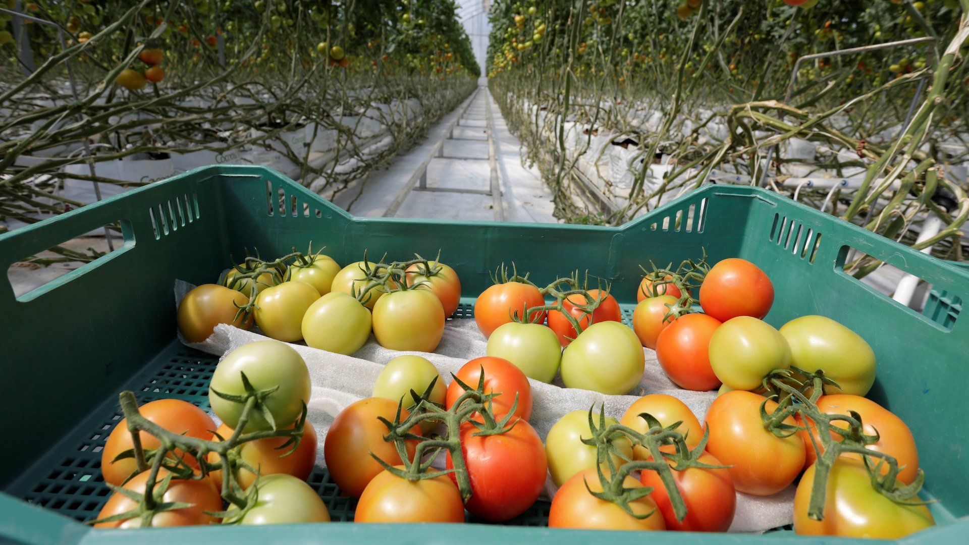 Protestas agricultores